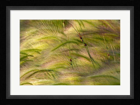 Framed Close-Up Of Foxtail Barley, Medicine Lake National Wildlife Refuge, Montana Print