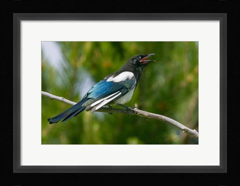 Framed Bozeman, Montana Black-Billed Magpie Vocalizing Print