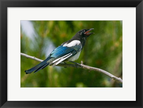 Framed Bozeman, Montana Black-Billed Magpie Vocalizing Print