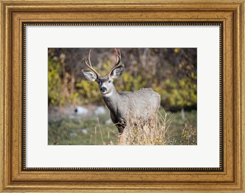 Framed Mule Deer Buck At National Bison Range, Montana Print