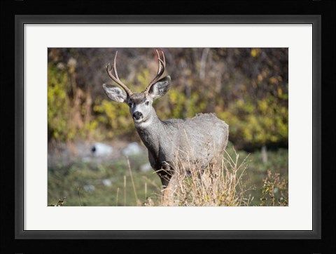 Framed Mule Deer Buck At National Bison Range, Montana Print