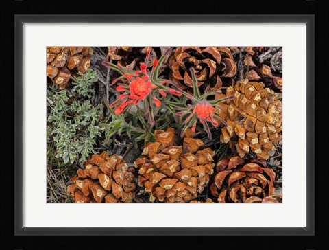 Framed Indian Paintbrush And Pine Cones In Great Basin National Park, Nevada Print