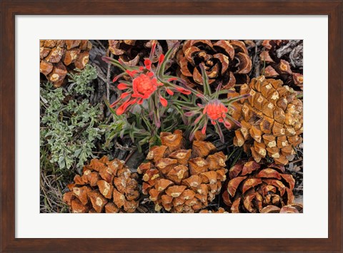 Framed Indian Paintbrush And Pine Cones In Great Basin National Park, Nevada Print