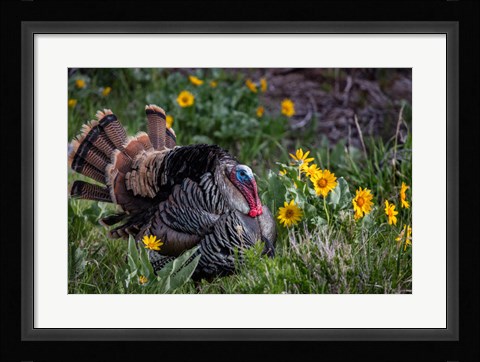 Framed Tom Turkey In Breeding Plumage In Great Basin National Park, Nevada Print