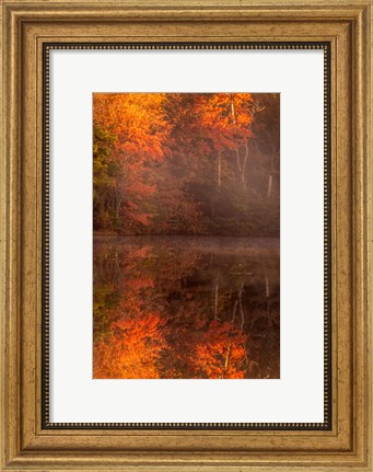 Framed New Jersey, Belleplain State Forest, Autumn Tree Reflections On Lake Print