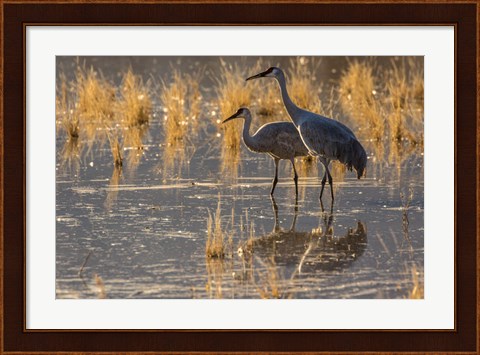 Framed Sandhill Cranes In Water Print