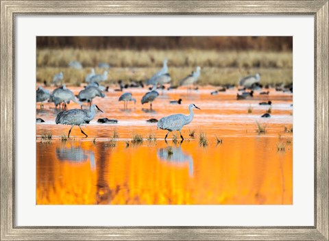 Framed Sandhill Cranes In Water At Sunrise Print