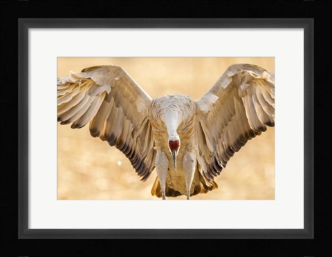 Framed Close-Up Of Sandhill Crane Landing Print