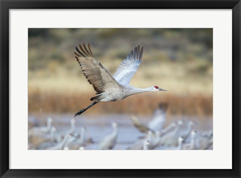 Framed Sandhill Crane Flying Print