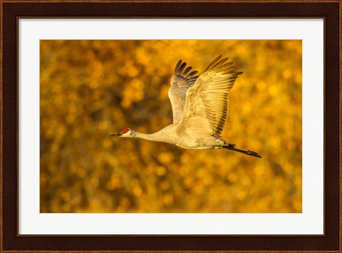 Framed Sandhill Crane Flying Print