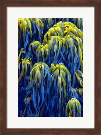 Framed Oregon, Bandon Abstract Photo Of Pacific Sea Kelp Print