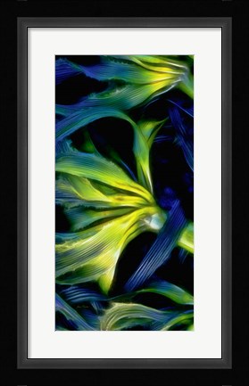 Framed Oregon, Cape Arago Abstract Photo Of Pacific Bull Kelp Print