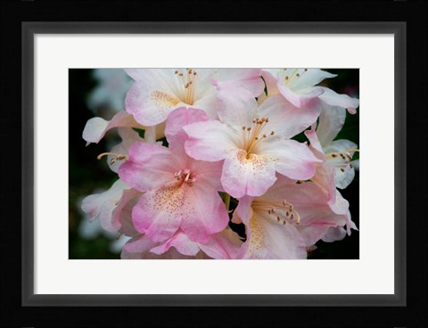 Framed Oregon, Shore Acres State Park Rhododendron Flowers Close-Up Print
