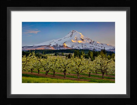 Framed Oregon Pear Orchard In Bloom And Mt Hood Print