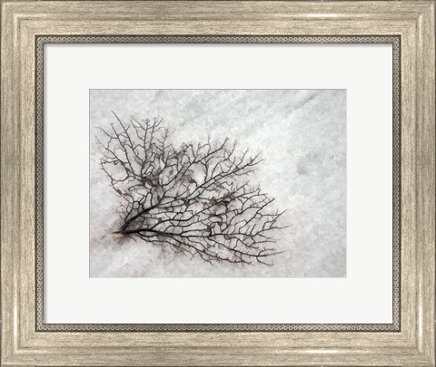Framed Oregon, Coos Bay Abstract Of Sea Fan Print