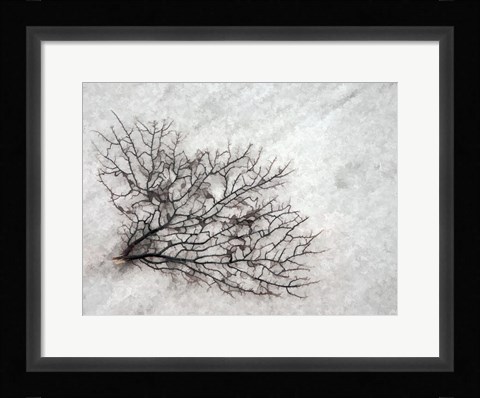 Framed Oregon, Coos Bay Abstract Of Sea Fan Print
