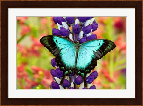 Framed Asian Tropical Swallowtail Butterfly, Papilio Larquinianus On Lupine, Bandon, Oregon Print