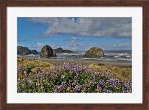 Framed Lupine Along Southern Oregon Coastline Print