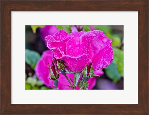 Framed Rose With Dew Drops After Rain, Shore Acres State Park, Oregon Print