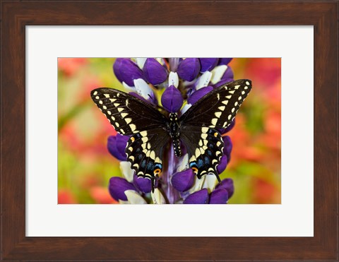Framed Swallowtail Butterfly, Papilio Polyxenes On Lupine, Bandon, Oregon Print
