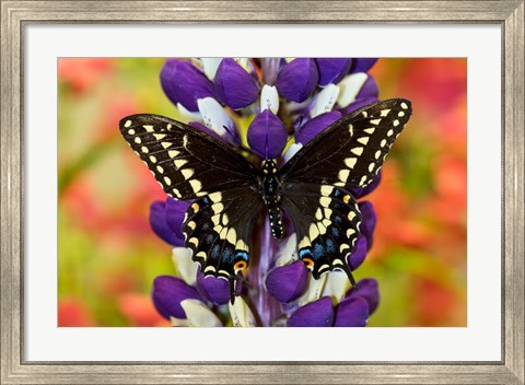 Framed Swallowtail Butterfly, Papilio Polyxenes On Lupine, Bandon, Oregon Print