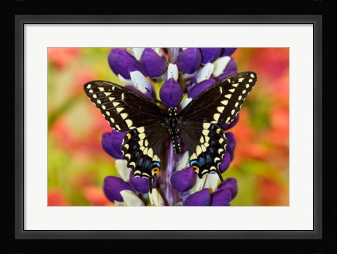 Framed Swallowtail Butterfly, Papilio Polyxenes On Lupine, Bandon, Oregon Print