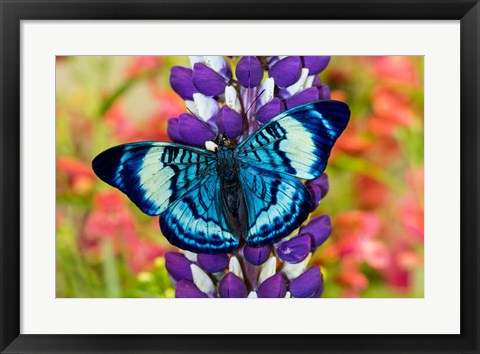 Framed Butterfly, Panacea Procilla On Lupine, Bandon, Oregon Print
