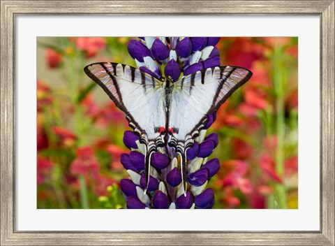 Framed Eurytides Agesilaus Autosilaus Butterfly On Lupine, Bandon, Oregon Print
