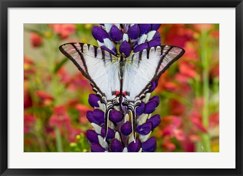 Framed Eurytides Agesilaus Autosilaus Butterfly On Lupine, Bandon, Oregon Print
