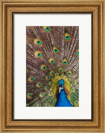 Framed Male Peacock Fanning Out His Tail Feathers Print