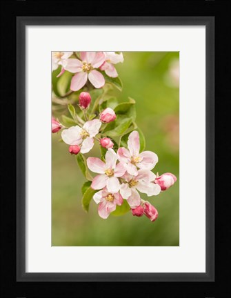 Framed Hood River, Oregon, Close-Up Of Apple Blossoms Print