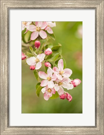 Framed Hood River, Oregon, Close-Up Of Apple Blossoms Print