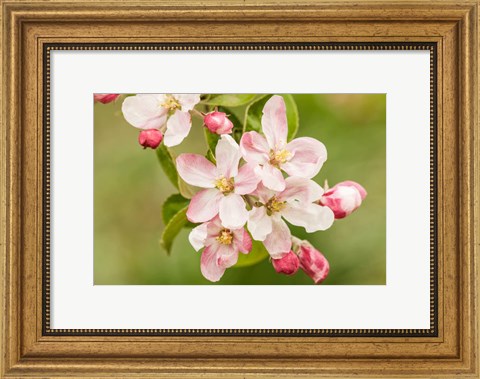 Framed Hood River, Oregon, Apple Blossoms In The Nearby Fruit Loop Area Print