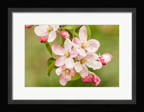 Framed Hood River, Oregon, Apple Blossoms In The Nearby Fruit Loop Area Print