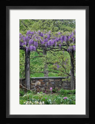 Framed Wisteria In Full Bloom On Trellis Chanticleer Garden, Pennsylvania Print
