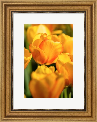 Framed Tulip Garden, Longwood Gardens, Pennsylvania Print