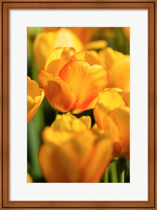 Framed Tulip Garden, Longwood Gardens, Pennsylvania Print