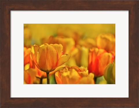 Framed Tulip Garden, Longwood Gardens, Pennsylvania Print