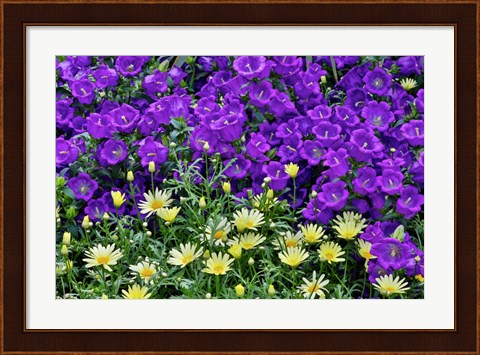 Framed Bell Flowers And Yellow Daisies, Longwood Gardens, Pennsylvania Print