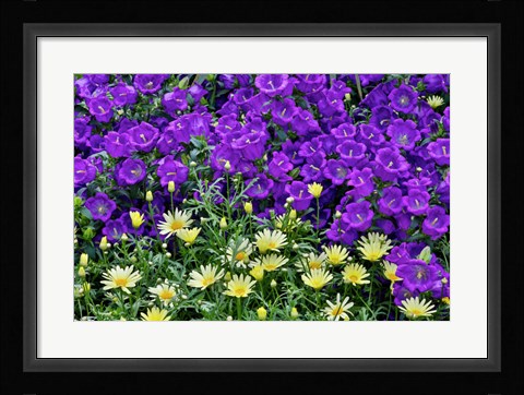 Framed Bell Flowers And Yellow Daisies, Longwood Gardens, Pennsylvania Print