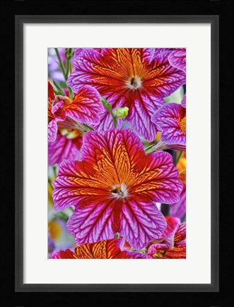 Framed Painted Tongue In Longwood Gardens Conservatory, Pennsylvania Print