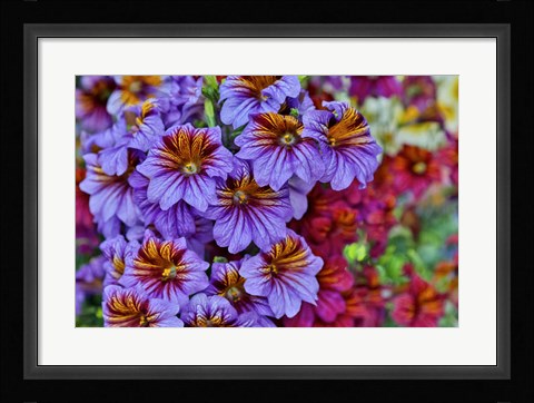 Framed Painted Tongue In Longwood Gardens Conservatory, Pennsylvania Print