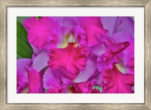 Framed Orchids In Longwood Gardens Pennsylvania Print