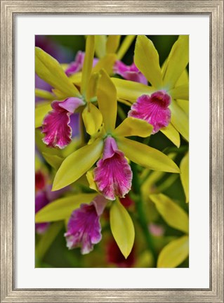Framed Orchids In Longwood Gardens Conservatory, Pennsylvania Print