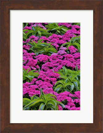 Framed Pinks And Green Design In The Conservatory, Longwood Garden, Pennsylvania Print