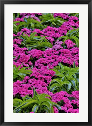 Framed Pinks And Green Design In The Conservatory, Longwood Garden, Pennsylvania Print