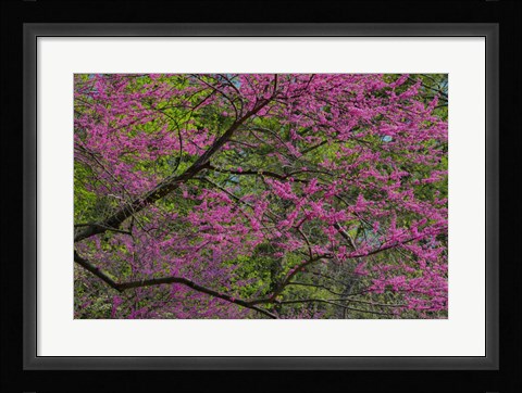 Framed Redbud Tree In Full Bloom, Longwood Gardens, Pennsylvania Print