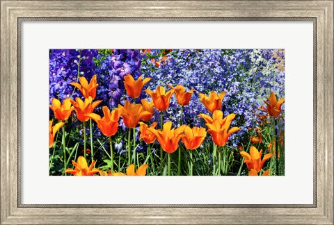 Framed Tulip Garden, Pennsylvania Print
