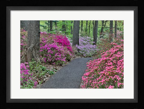Framed Path And Azaleas In Bloom, Jenkins Arboretum And Garden, Pennsylvania Print