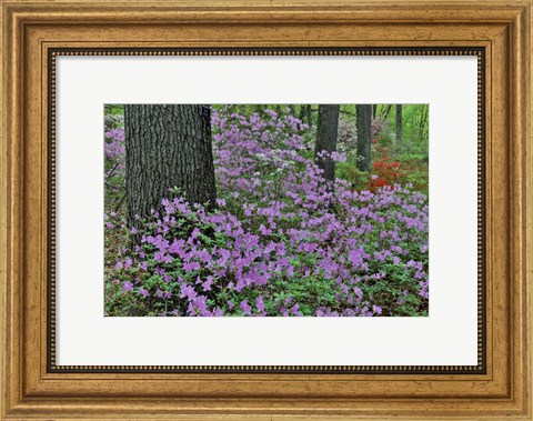Framed Azaleas In Bloom, Jenkins Arboretum And Garden, Pennsylvania Print